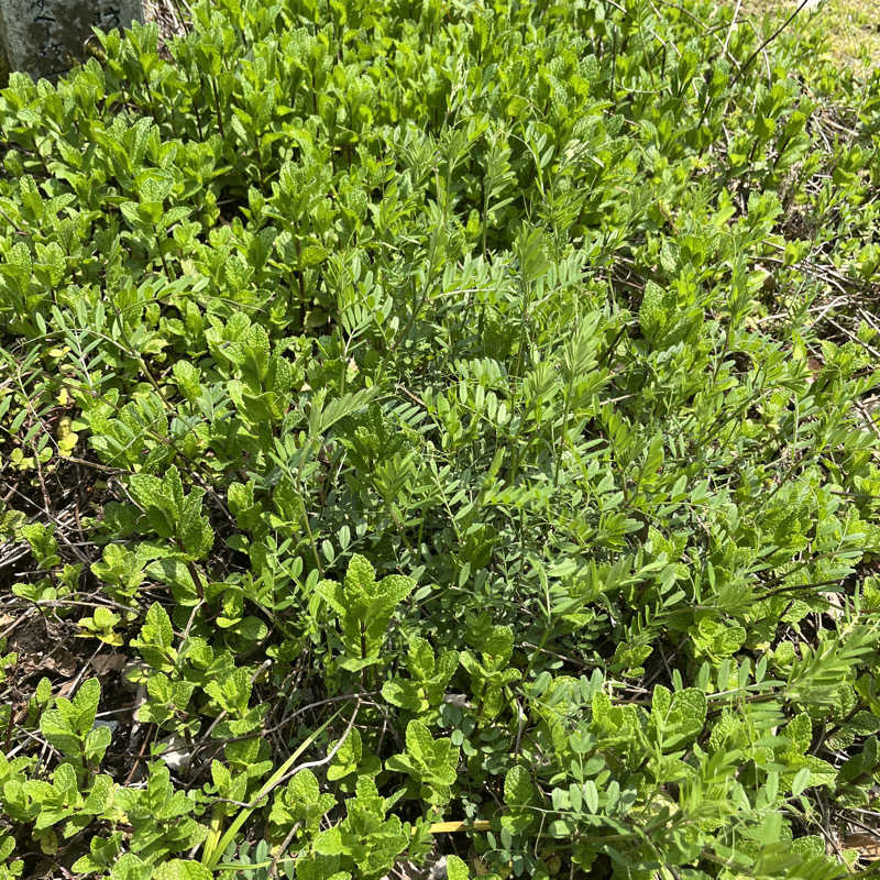 meruさんの山ノサウナ 廃校を貸切でのサ活写真