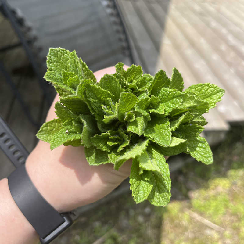 meruさんの山ノサウナ 廃校を貸切でのサ活写真