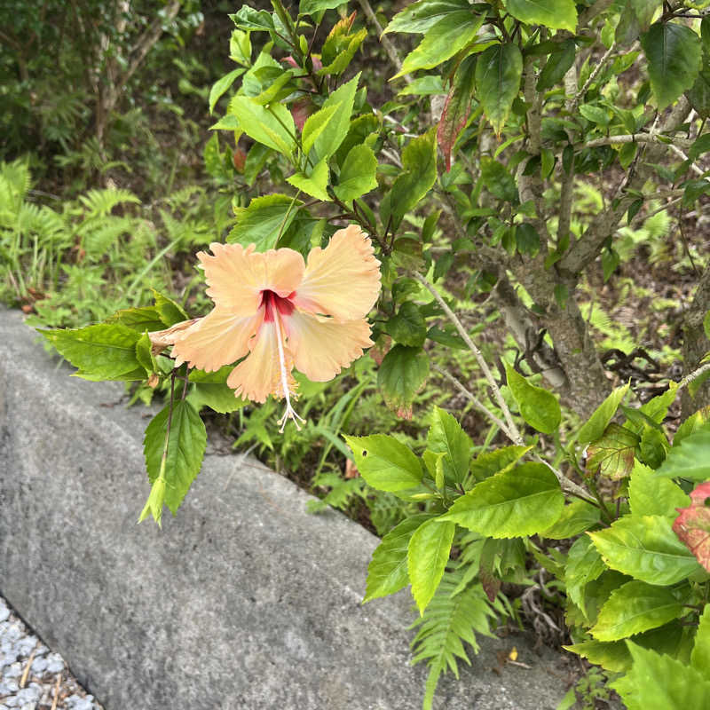 meruさんのCABIN&HOTEL CONSTANT NAHAのサ活写真