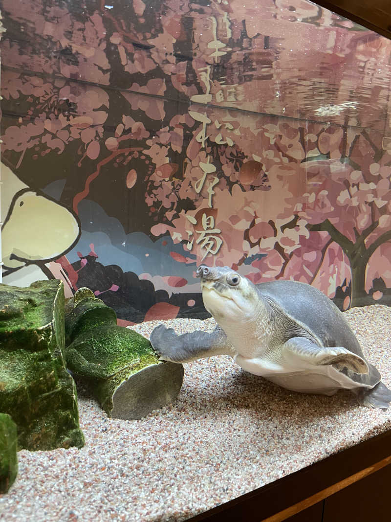 ここにかつ丼がありますさんの松本湯のサ活写真