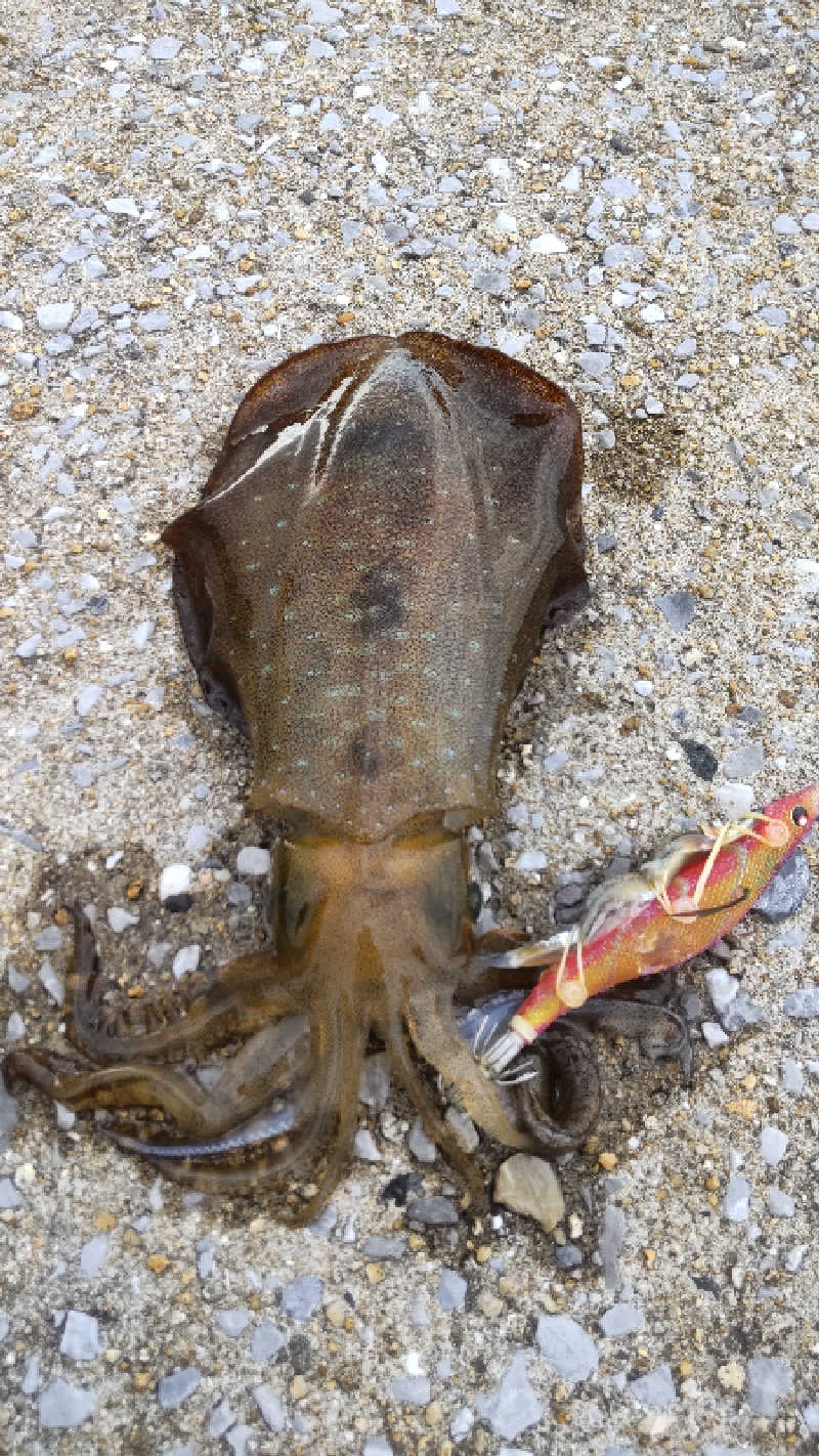 たいすけさんのまほろば温泉菟狭のサ活写真