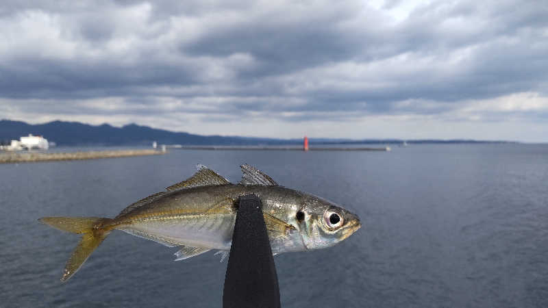 たいすけさんの別府鉄輪温泉やまなみの湯のサ活写真