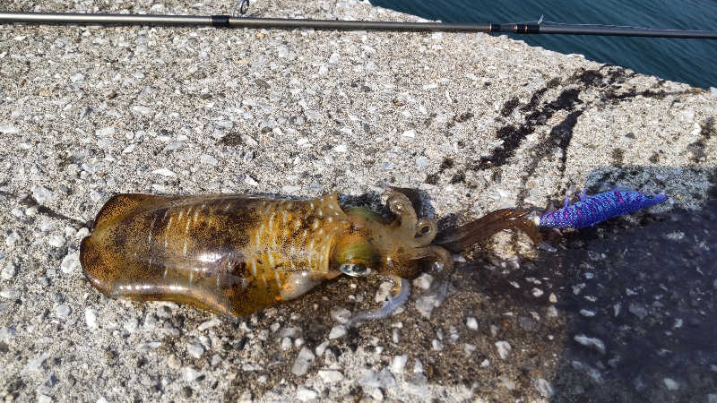 たいすけさんの天草市総合交流施設天然温泉愛夢里のサ活写真