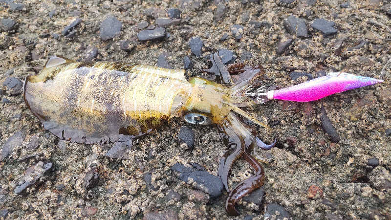 たいすけさんの太陽の里温泉センター 東泉望のサ活写真