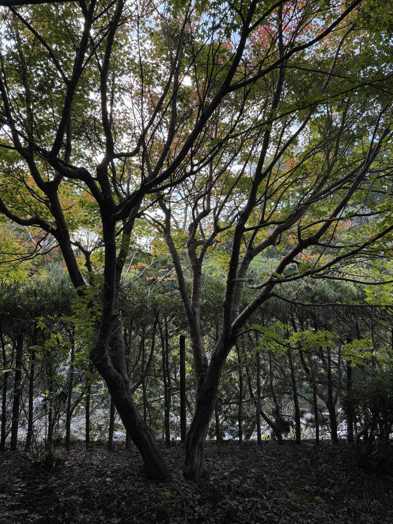 souspaceさんのせせらぎの湯 花水木のサ活写真