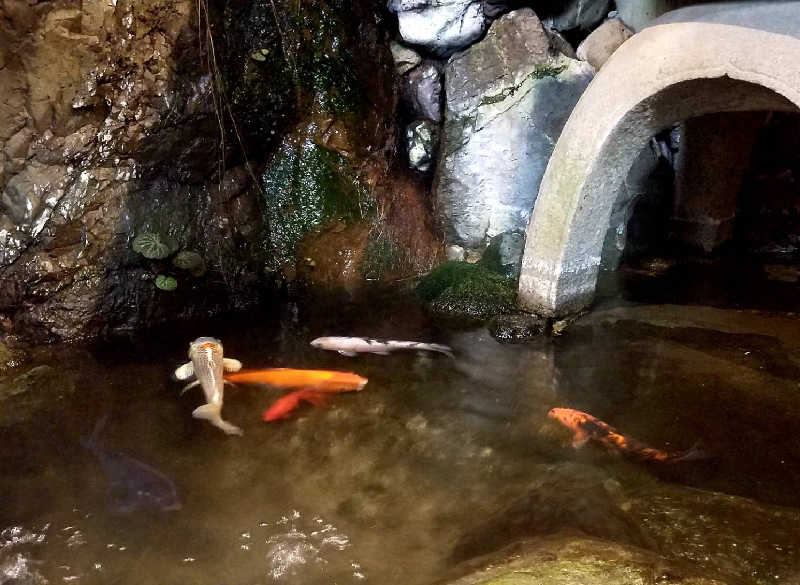 ＲＴ♨️🥩🍺🙆さんの白山湯の花温泉 長者湯のサ活写真