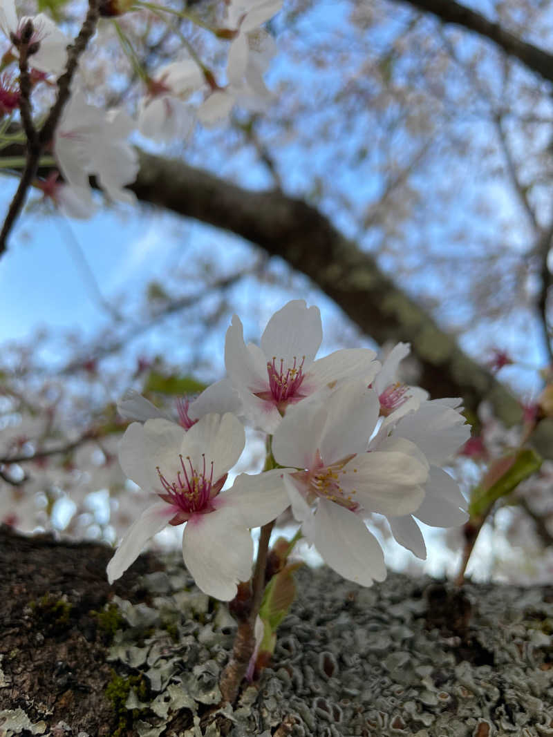 51さんの雄物川温泉 えがおの丘のサ活写真