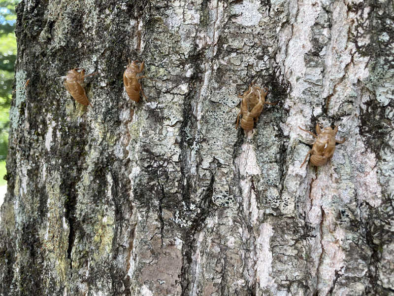 51さんのまむろ川温泉 梅里苑のサ活写真