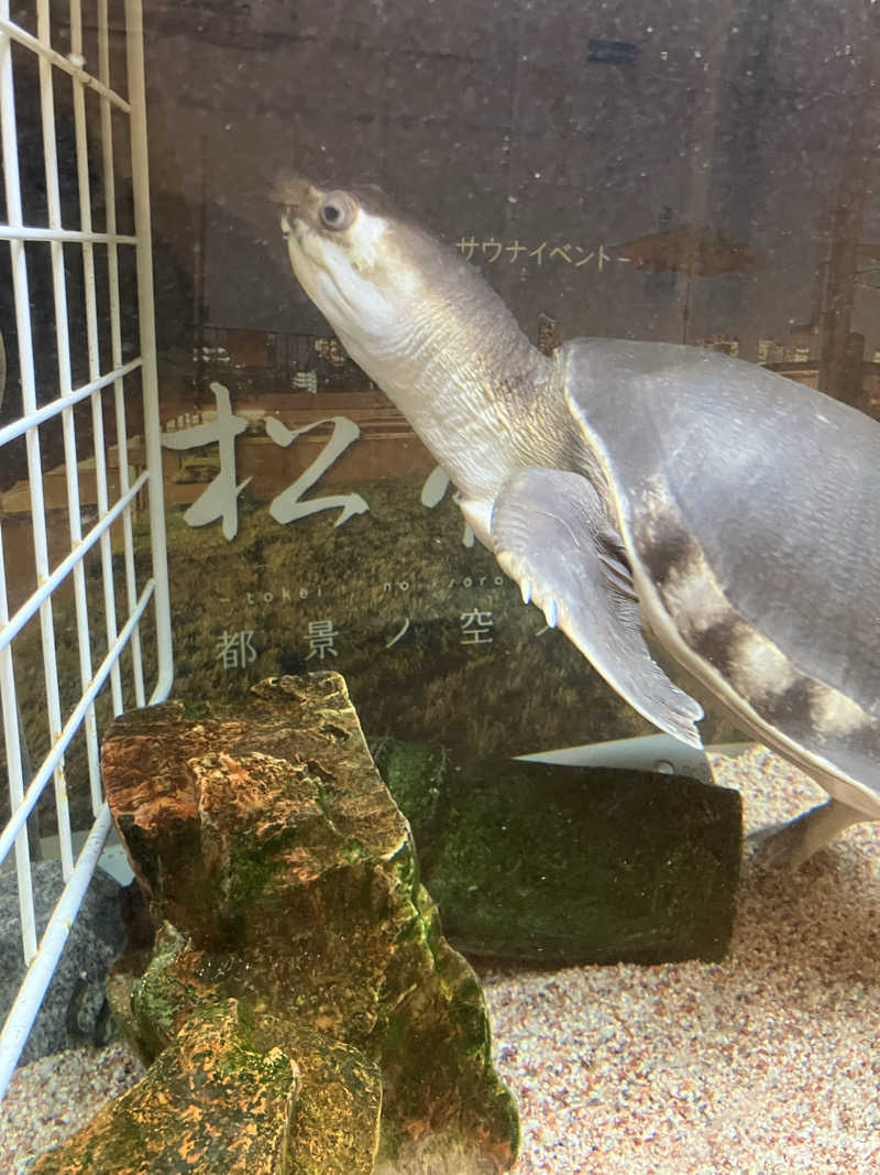 お刺身食べたいさんの松本湯のサ活写真