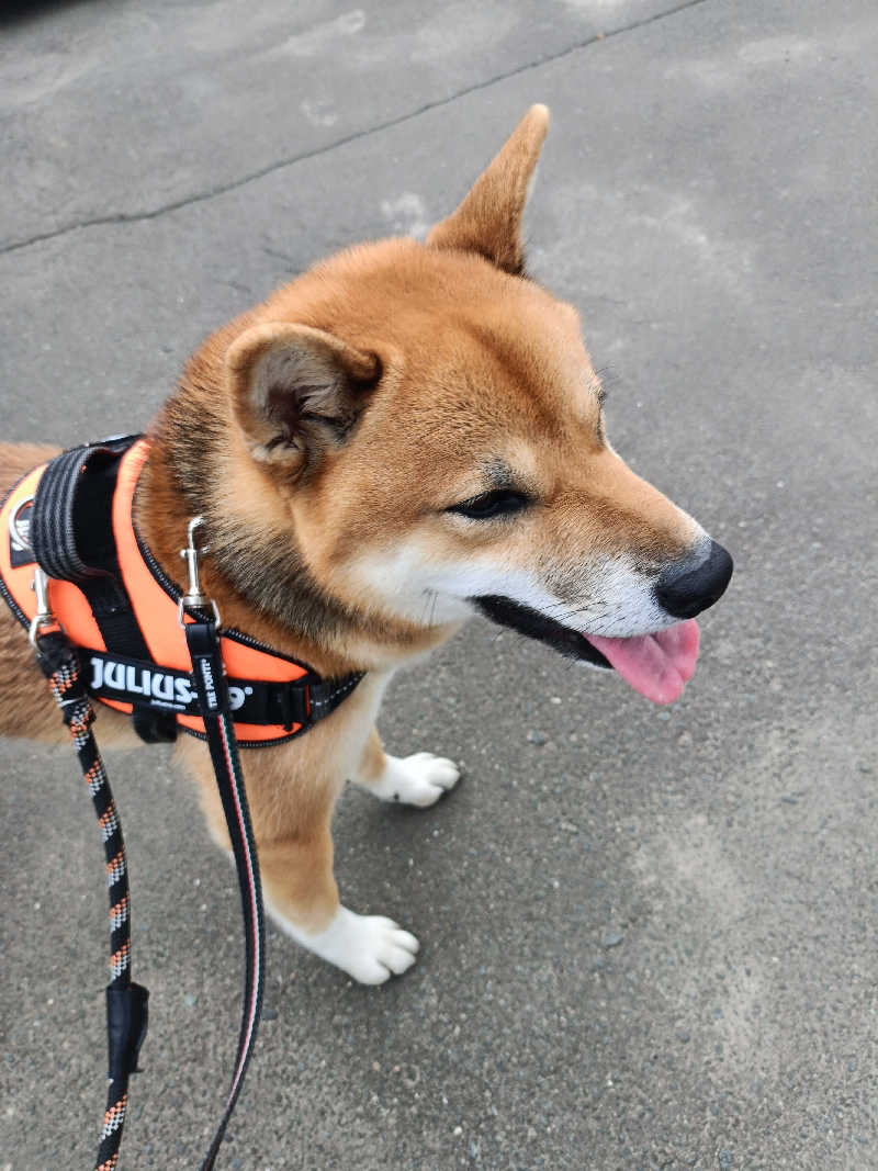 たくちゃんさんの美白の湯宿 大江本家のサ活写真