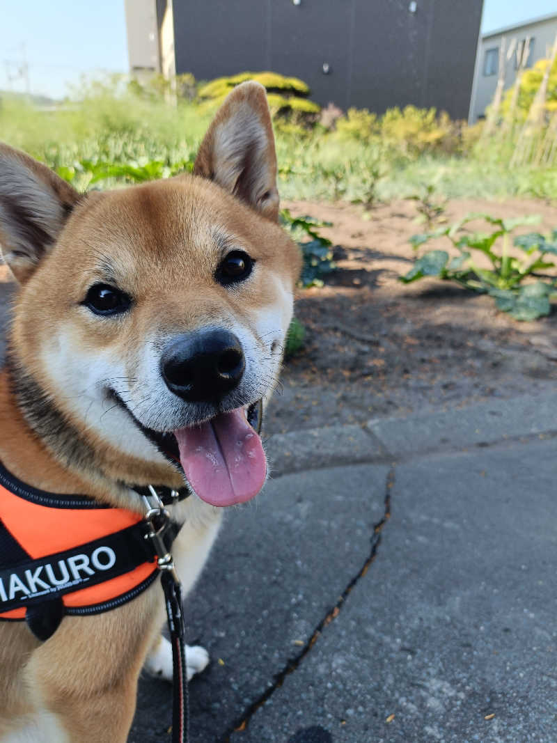 たくちゃんさんの天然温泉&メンズサウナ 若松の湯(北見ピアソンホテル)のサ活写真