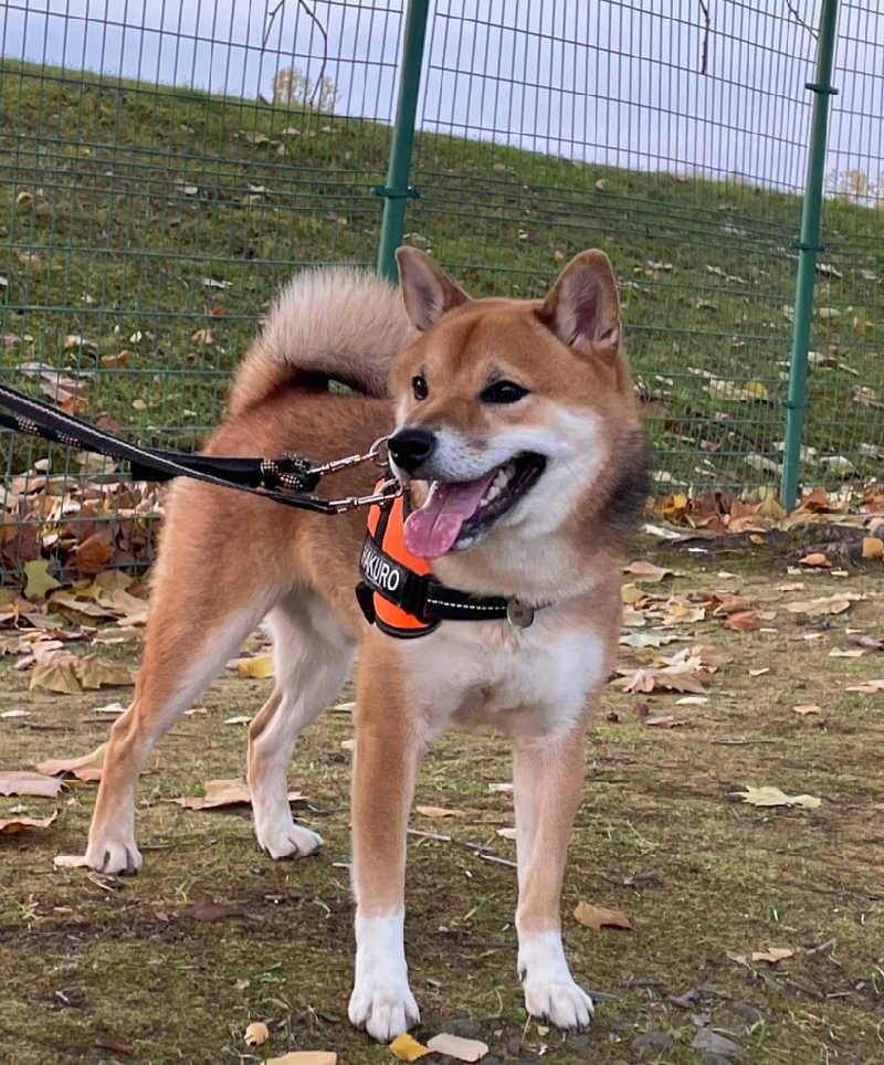 たくちゃんさんの天然温泉&メンズサウナ 若松の湯(北見ピアソンホテル)のサ活写真