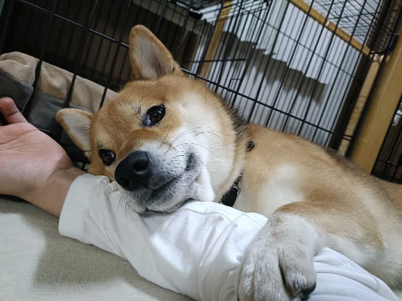 たくちゃんさんの美白の湯宿 大江本家のサ活写真