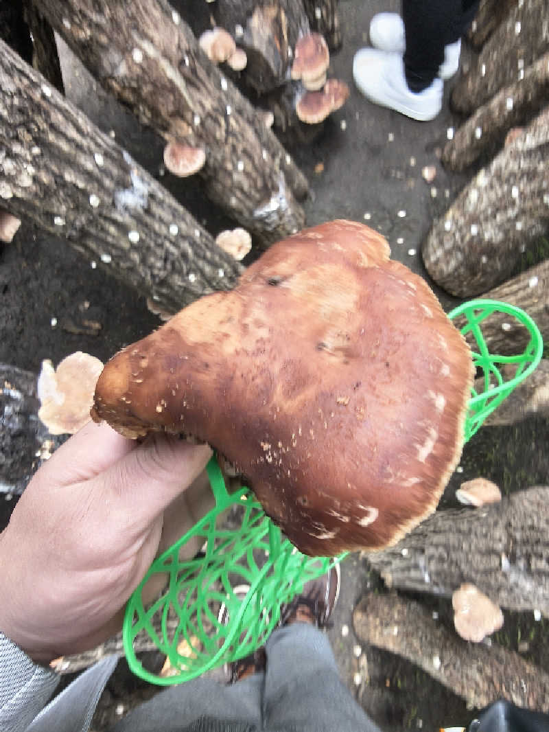 （モリシ）さんの湯ノ浦温泉四季の湯ビア工房のサ活写真