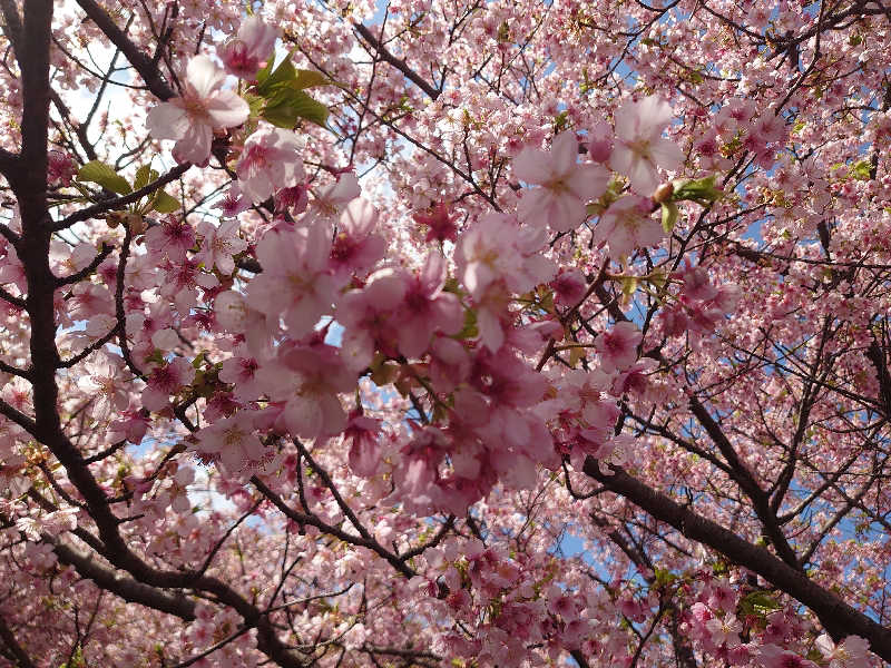 やきプリンさんの伊東マリンタウンシーサイドスパのサ活写真