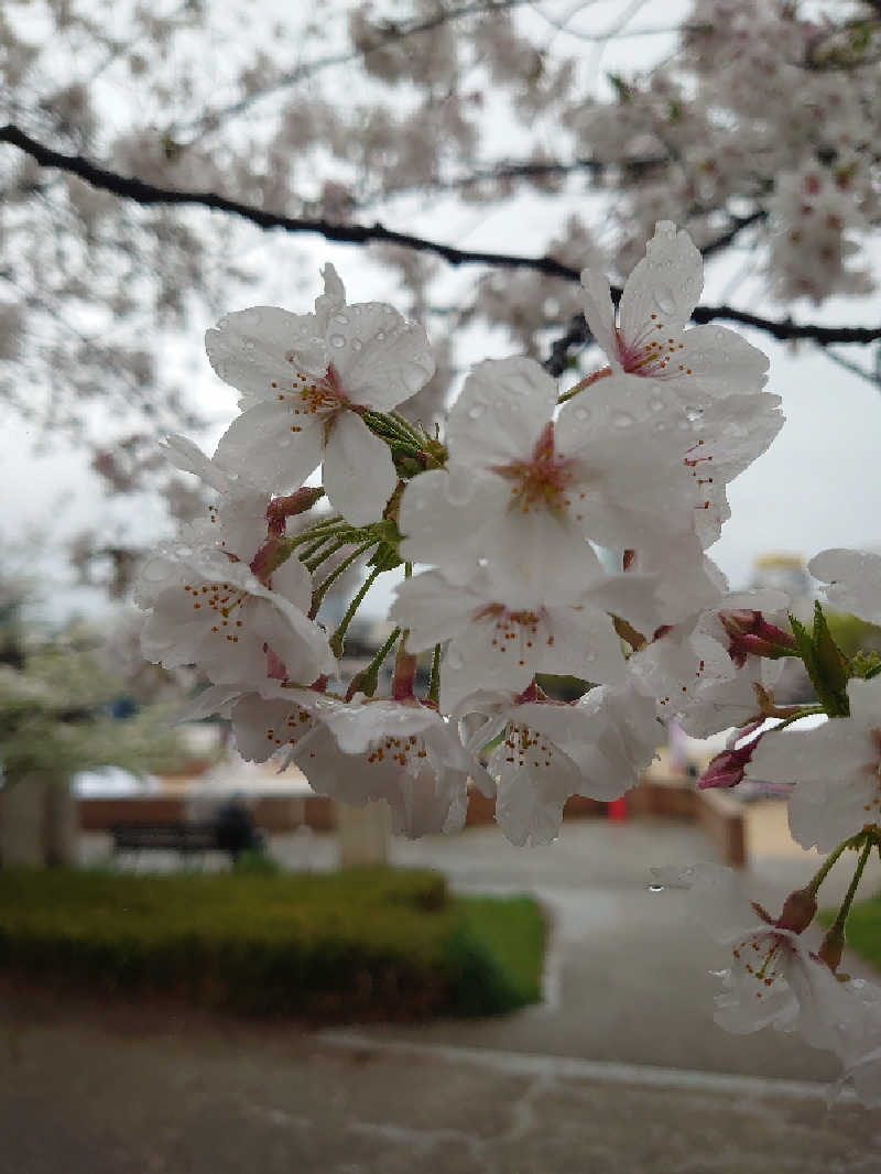 やきプリンさんのニュージャパン 梅田店(カプセルイン大阪)のサ活写真
