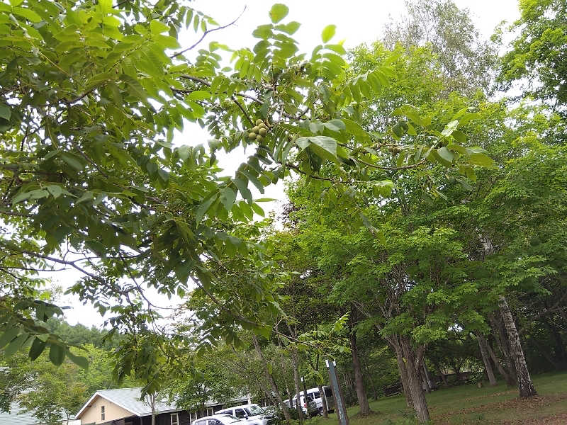 まっちゃんさんのログホテル  ザ  メープルロッジのサ活写真