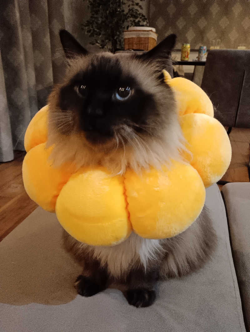 まっちゃんさんの登別 石水亭のサ活写真