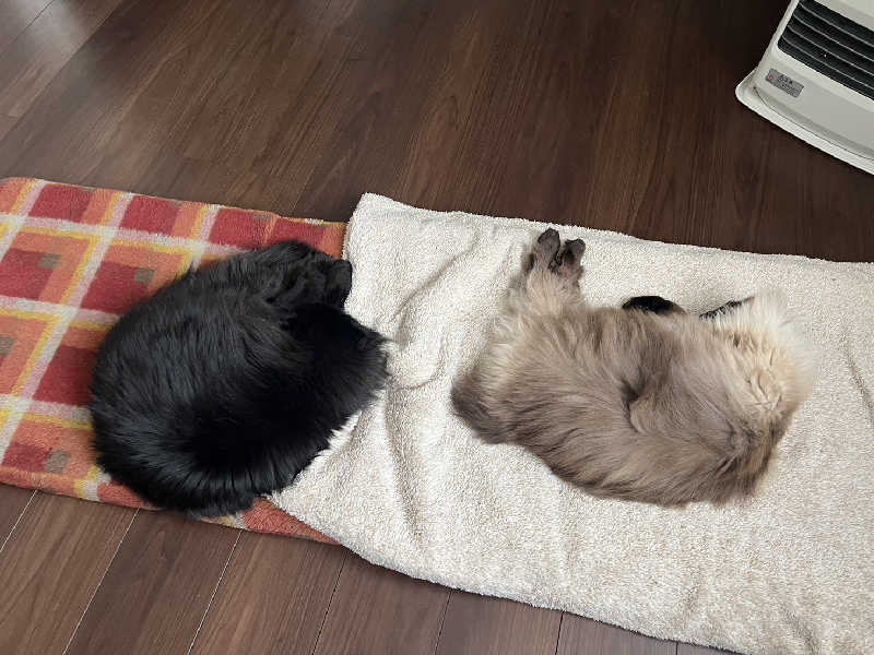 まっちゃんさんのむろらん温泉ゆららのサ活写真