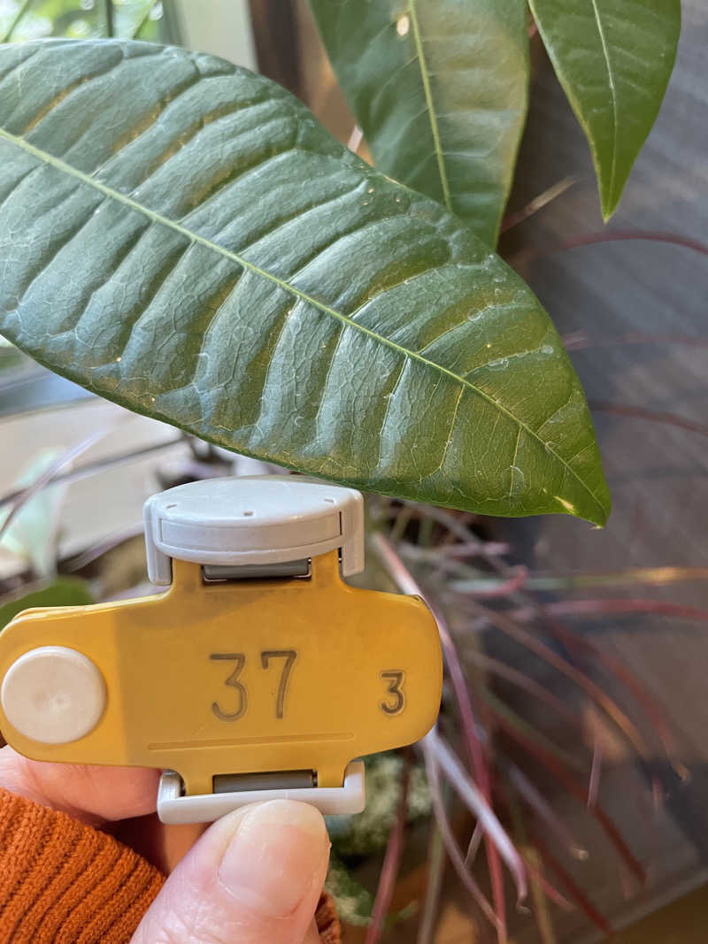 ゆべしさんのSpa Resort 蘭々の湯のサ活写真