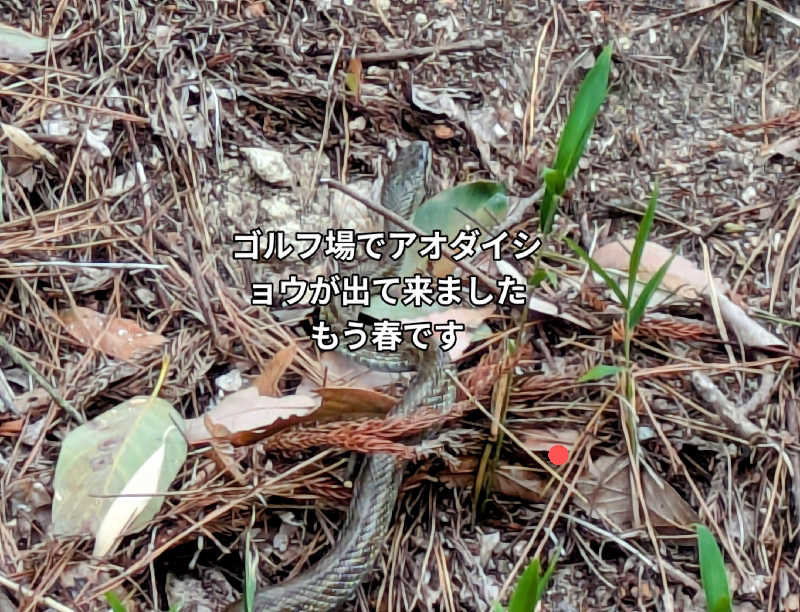ボウズ【saunabozu2.0】さんの宝乃湯のサ活写真