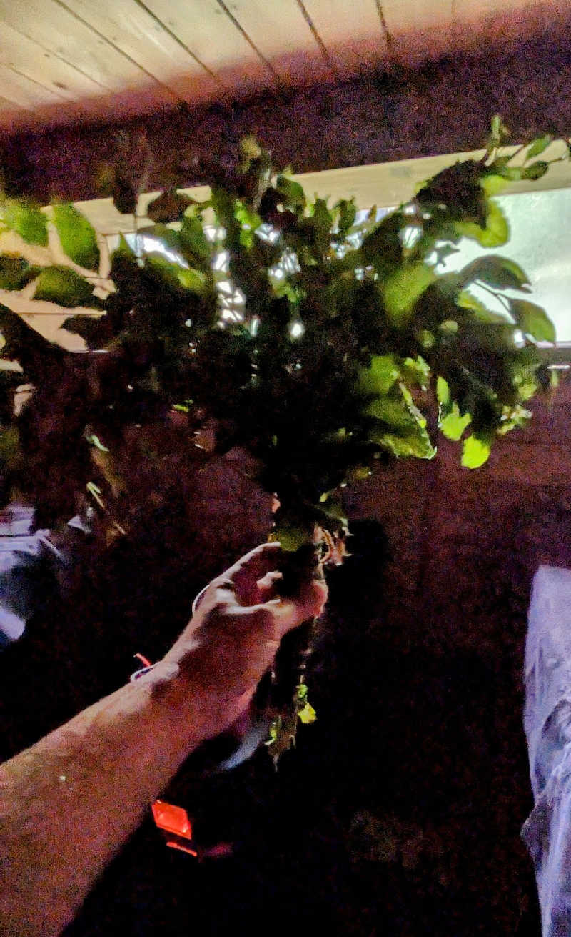 ボウズさんの森のサウナのサ活写真