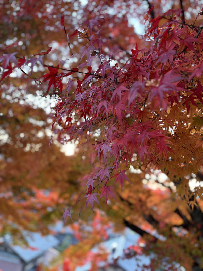 aohige3さんのグリーンパーク山東 美肌の湯 鴨池荘のサ活写真