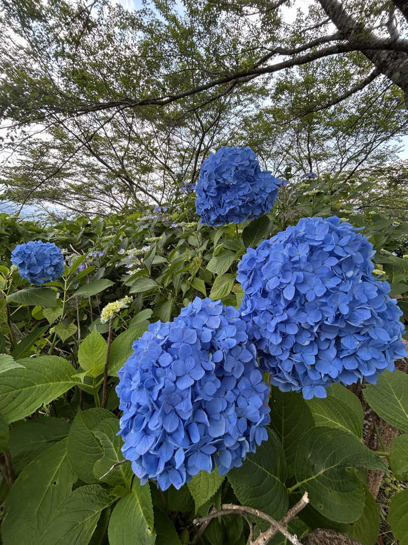 AYAさんのなんぶの湯のサ活写真