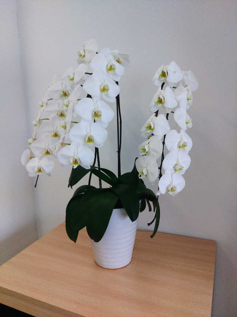 はらっチョ☆イェーさんのTHE VANISHのサ活写真