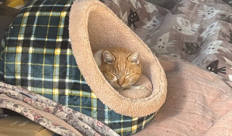 ねっこさんのおふろcafé かりんの湯のサ活写真