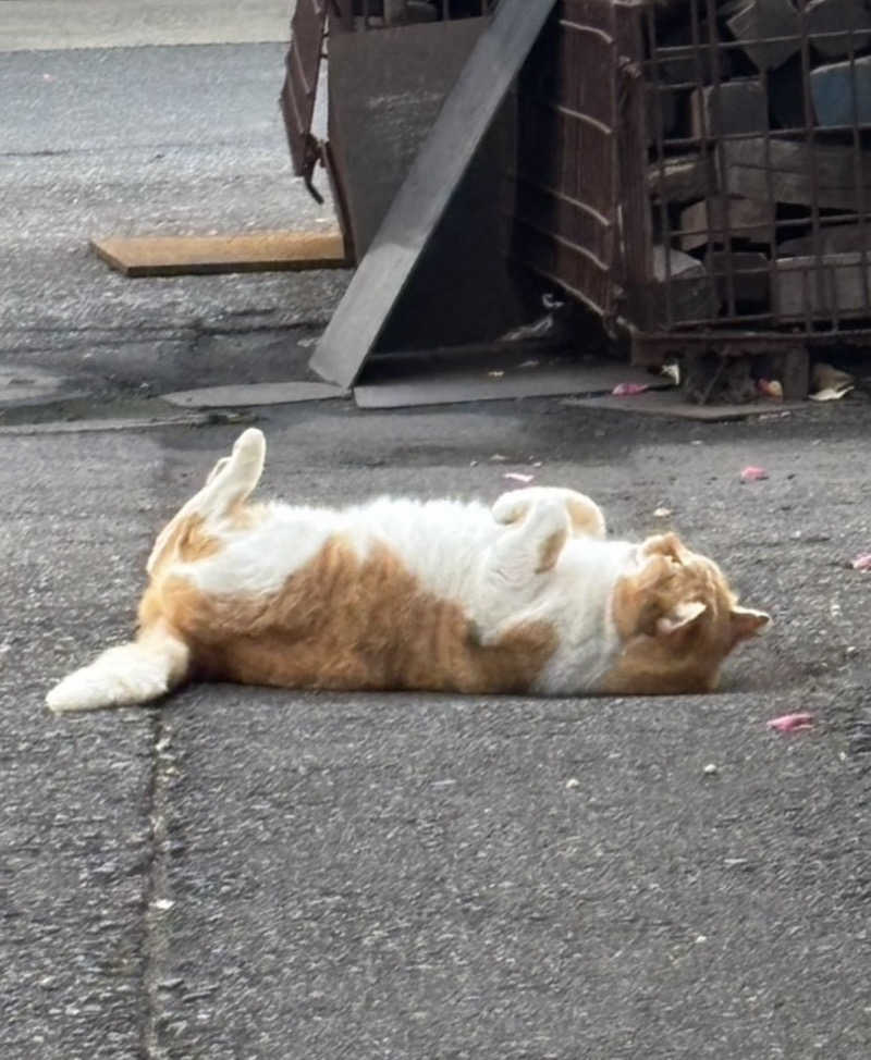 ねっこさんのおふろcafé かりんの湯のサ活写真