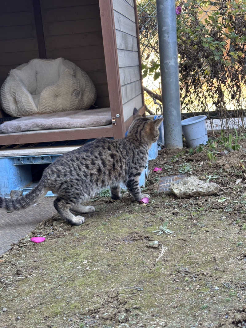 ねっこさんのおふろcafé かりんの湯のサ活写真