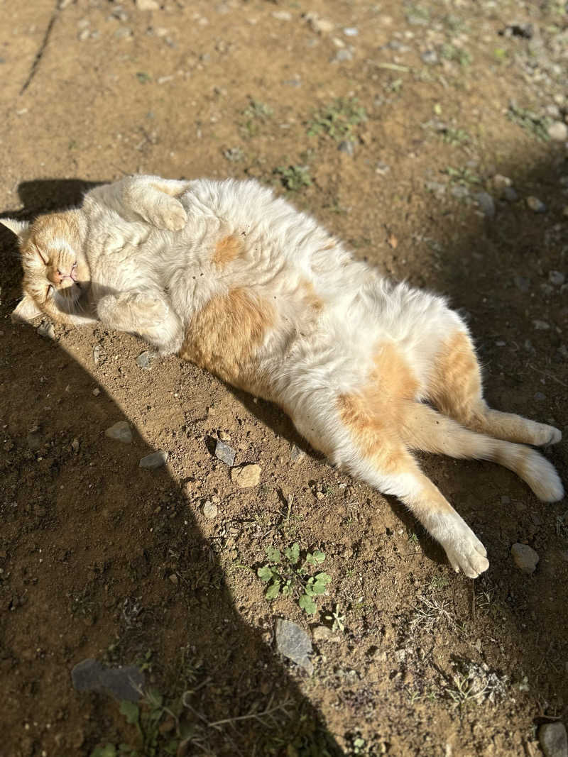 ねっこさんのおふろcafé かりんの湯のサ活写真