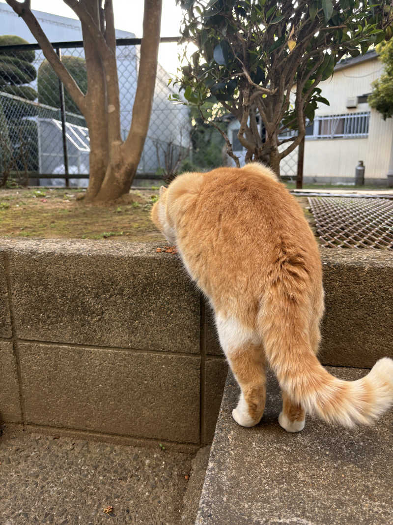 ねっこさんのおふろcafé かりんの湯のサ活写真