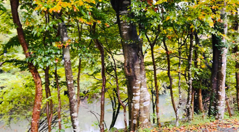 TAKさんのグランピングtoサウナ箱根のサ活写真