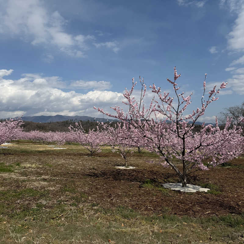 ︎︎︎︎❦𝔸𝕐𝔸𓆪.さんの神明温泉志麻の湯のサ活写真