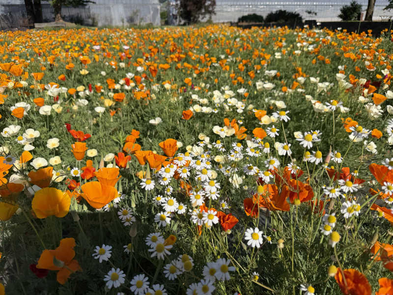 ︎︎︎︎❦𝔸𝕐𝔸𓆪.さんの甲州市交流保養センター 大菩薩の湯のサ活写真
