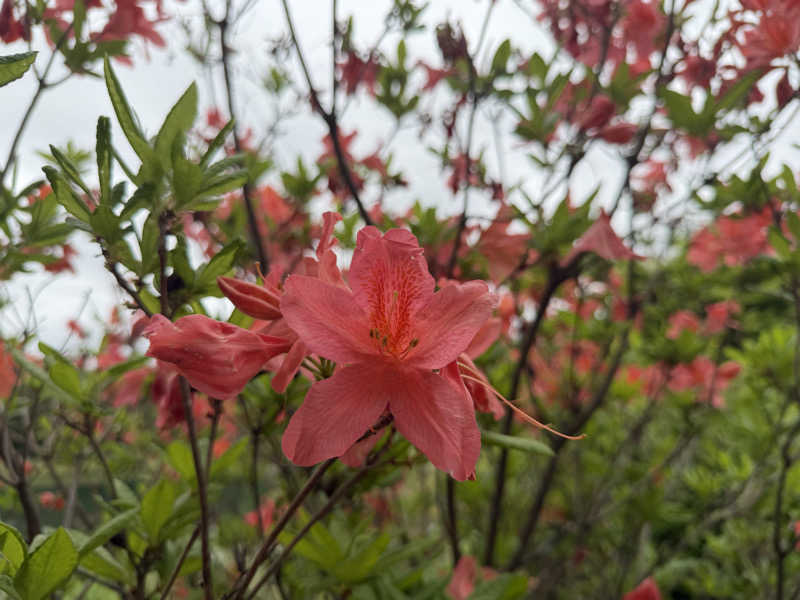 ︎︎︎︎❦𝔸𝕐𝔸𓆪.さんのつたの湯のサ活写真