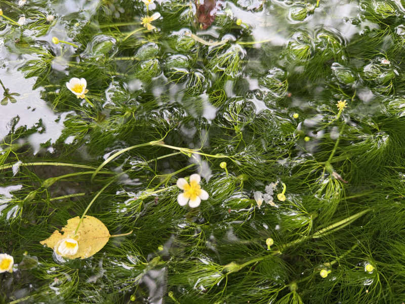 ︎︎︎︎❦𝔸𝕐𝔸𓆪.さんの芭蕉 月待ちの湯のサ活写真