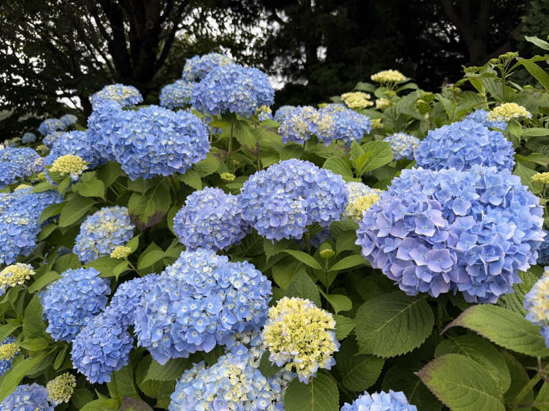 ︎︎︎︎❦𝔸𝕐𝔸𓆪.さんの天然温泉HealthySPAサンロードのサ活写真