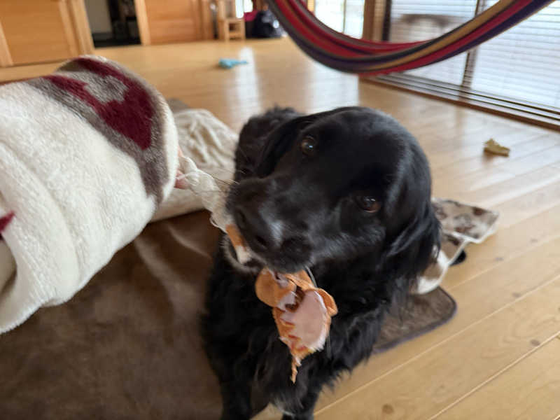 sauさんのサウナ民泊こちやのサ活写真