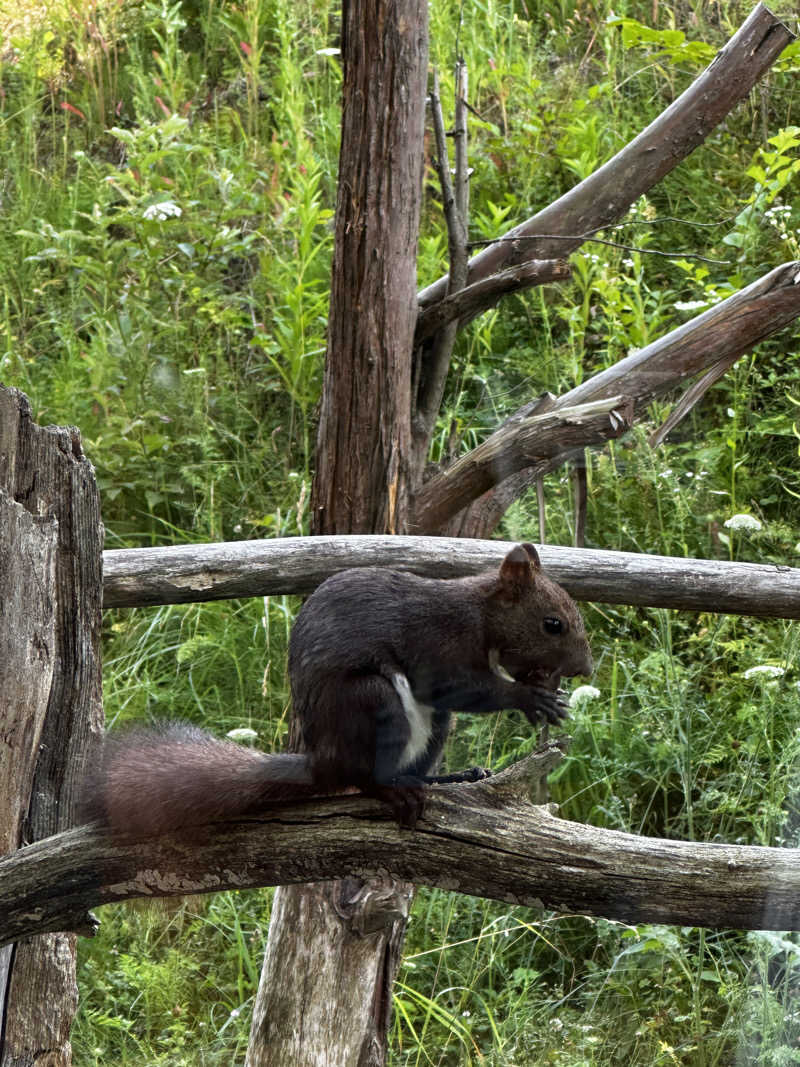 サウナックマさんの美白の湯宿 大江本家のサ活写真