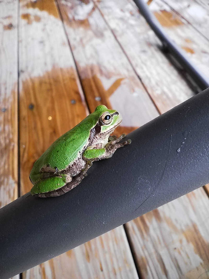 やまもとさん@サウナビトさんのSATOYAMA TERRACEのサ活写真