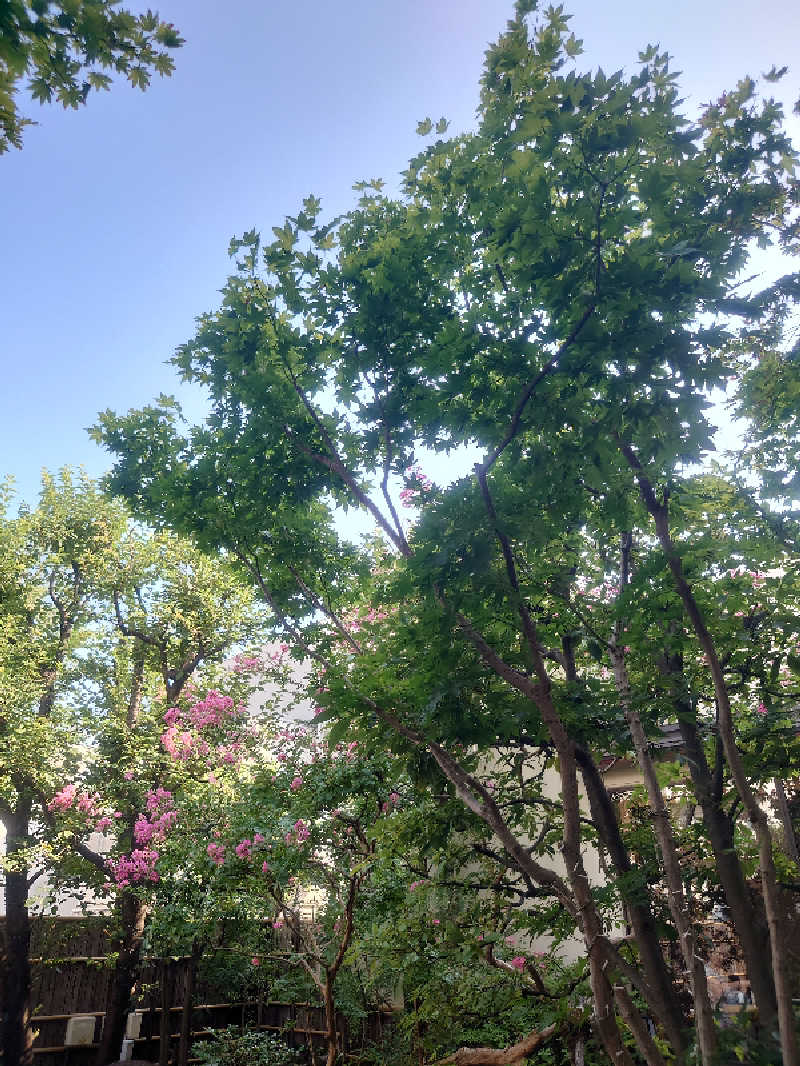 サトシさんの東京染井温泉 SAKURAのサ活写真