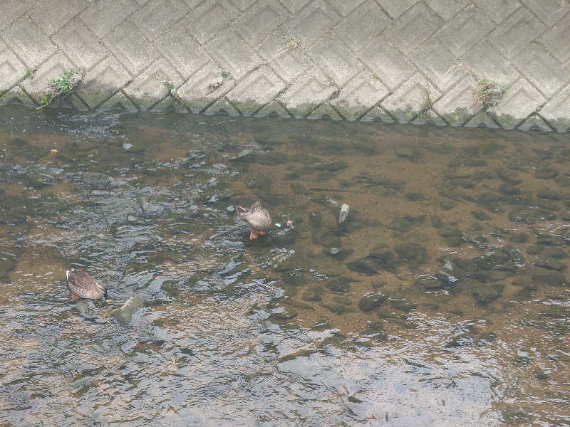 バクシンオーさんの源気温泉八尾おゆばのサ活写真