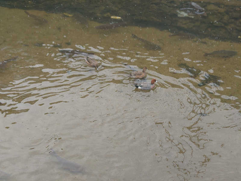 バクシンオーさんの源気温泉八尾おゆばのサ活写真