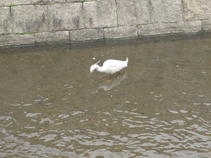 バクシンオーさんの源気温泉八尾おゆばのサ活写真
