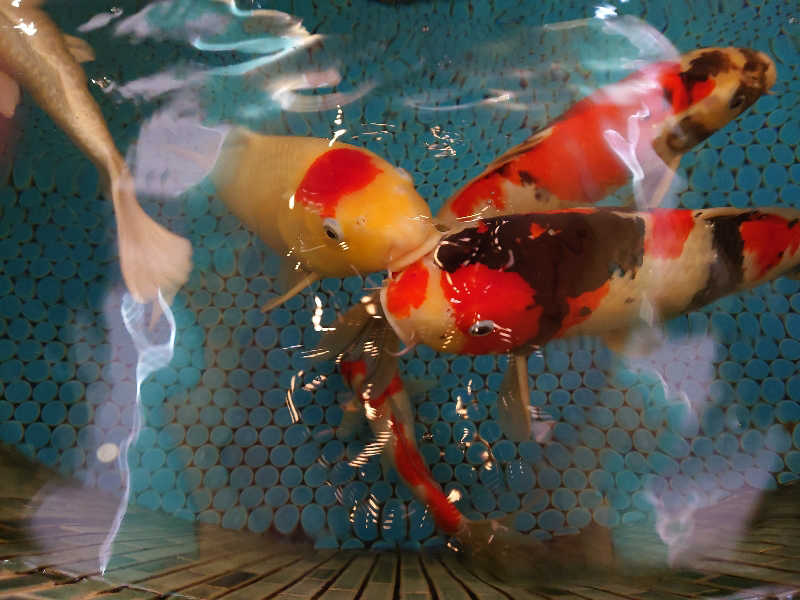 バクシンオーさんの夢の公衆浴場 五色のサ活写真