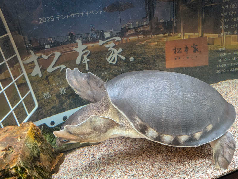 yurimikiさんの松本湯のサ活写真