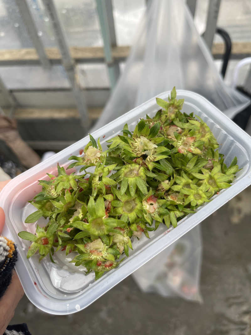 ツーフーサウナ〜さんの大泉寺温泉 福の湯のサ活写真